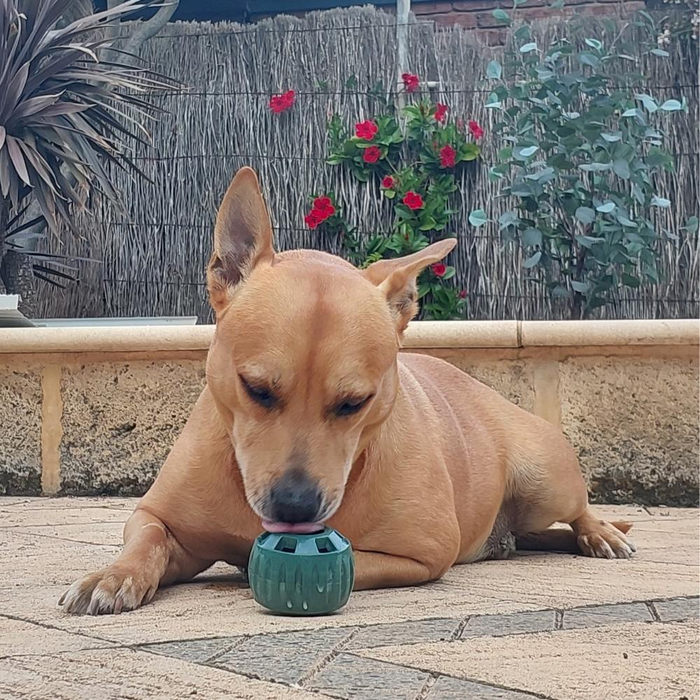 🐾 The United States ranked first Dog Enrichment Solution!