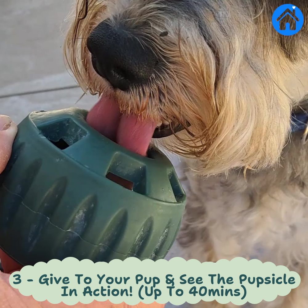 🐾 The United States ranked first Dog Enrichment Solution!