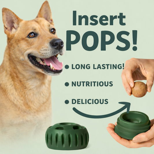🐾 The United States ranked first Dog Enrichment Solution!