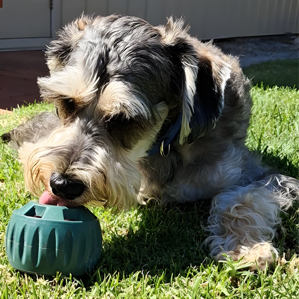 🐾 The United States ranked first Dog Enrichment Solution!