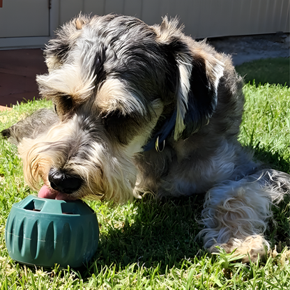 🐾 The United States ranked first Dog Enrichment Solution!